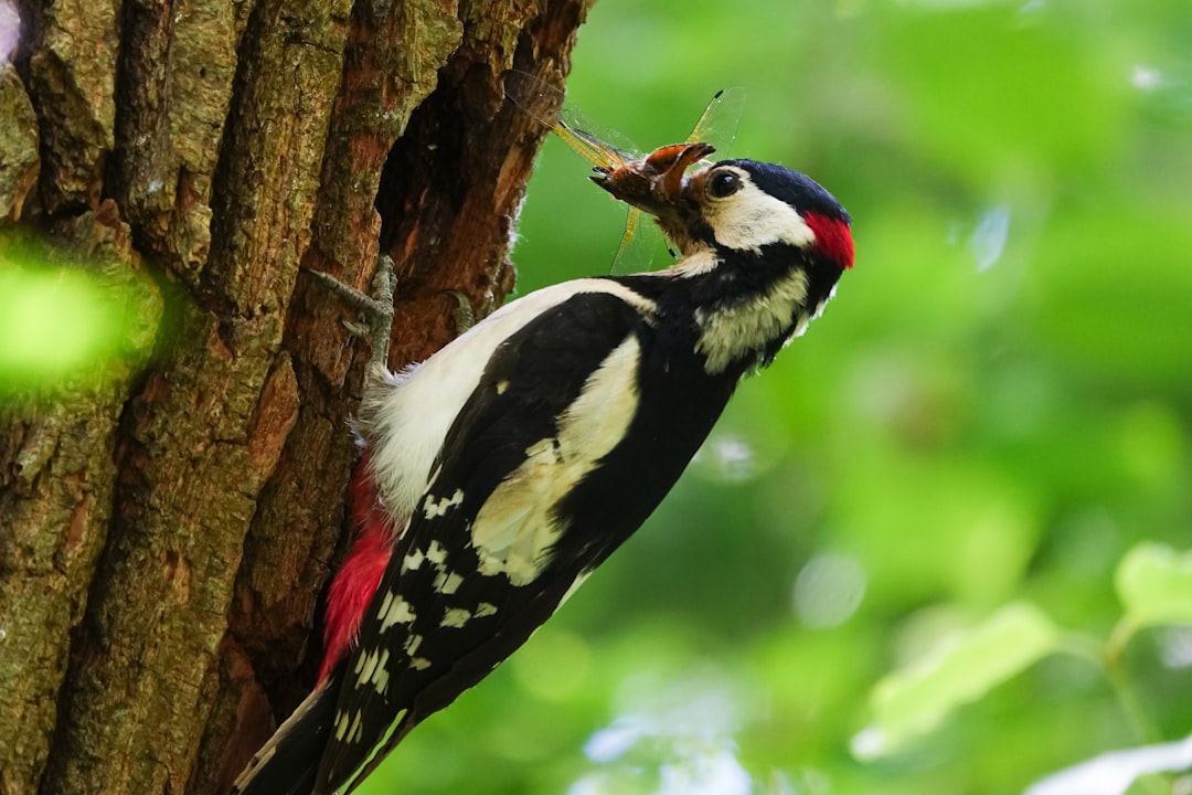woodpecker sales prospecting : optimisez votre prospection commerciale avec des outils efficaces et automatisés pour booster vos ventes et atteindre vos clients rapidement.