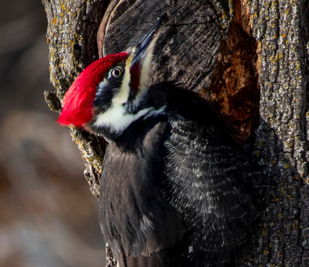 woodpecker sales prospecting : optimisez votre prospection commerciale avec des outils automatisés pour augmenter vos ventes et atteindre vos prospects efficacement.